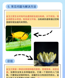 金玉兰菜怎么种植 金玉兰菜怎么种植