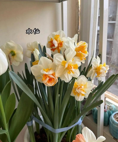 冬天室内花种什么 冬天室内花种什么