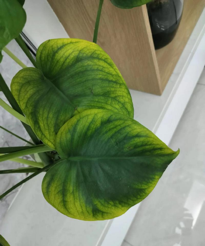 龟背竹叶子为什么变黄 龟背竹叶子为什么变黄