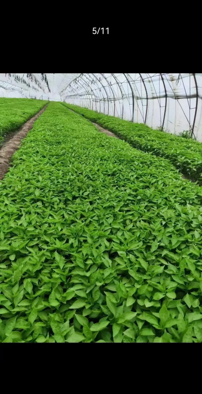 辣椒树什么肥料 辣椒树什么肥料