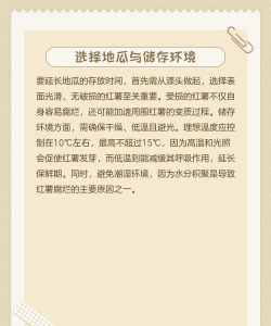 红薯什么时间出 红薯什么时间出