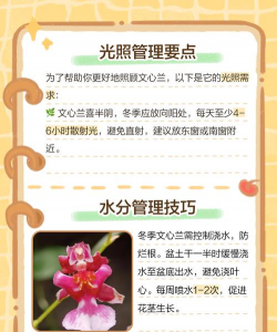 文心兰冬天如何管理 文心兰冬天如何管理