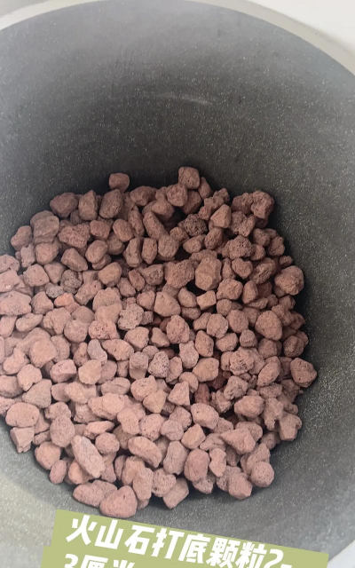 水培植物如何放鱼缸 水培植物如何放鱼缸