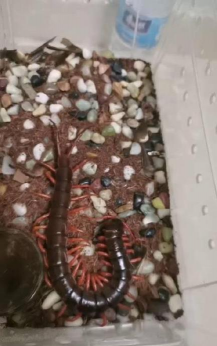 蜈蚣怎么样 蜈蚣怎么样