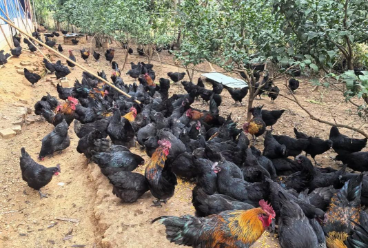 140天蛋鸡能产多少蛋 140天蛋鸡能产多少蛋