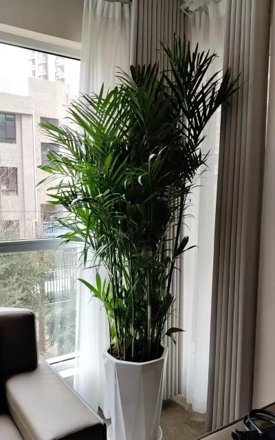 办公室盆景植物有哪些 办公室盆景植物有哪些