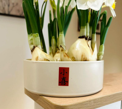 室内水养花有哪些花 室内水养花有哪些花