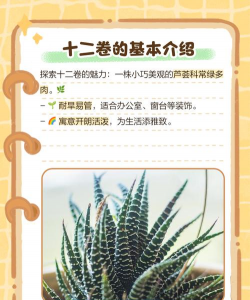 十二卷多肉有哪些 十二卷多肉有哪些