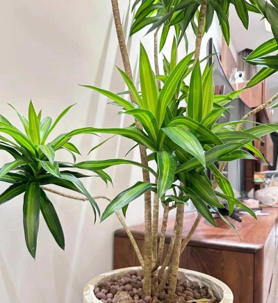 好养的喜阳植物有哪些 好养的喜阳植物有哪些