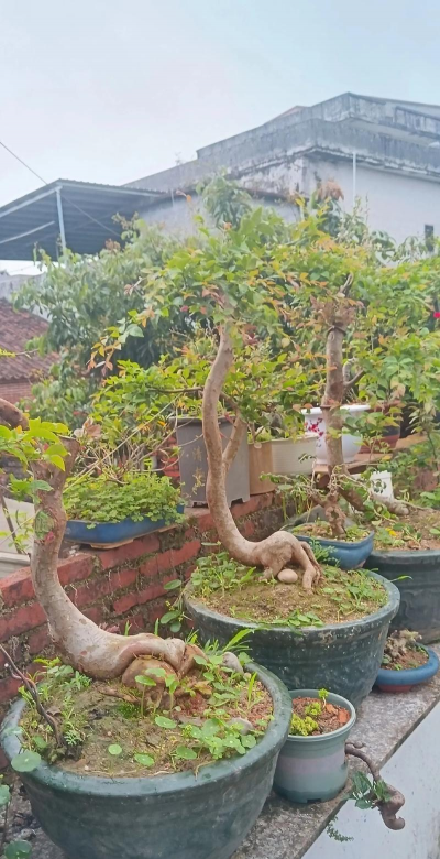 观果盆景有哪些 观果盆景有哪些