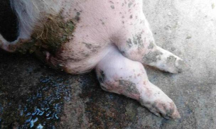 仔猪全身抽搐怎么治 仔猪全身抽搐怎么治