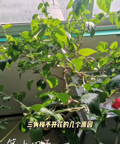 三角梅为什么掉花 三角梅为什么掉花