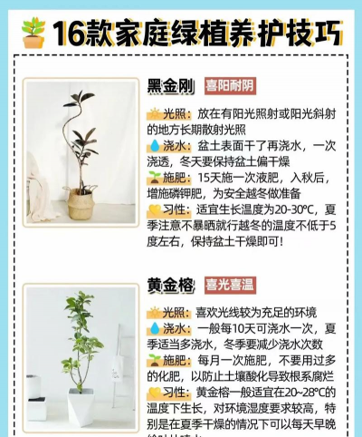 常见的绿植有哪些 常见的绿植有哪些