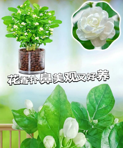 适合水培的花有哪些 适合水培的花有哪些