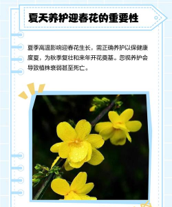 在室内如何养迎春花 在室内如何养迎春花