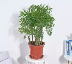 细叶福禄桐植物如何养护 细叶福禄桐植物如何养护