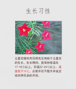 五星花如何盆养 五星花如何盆养