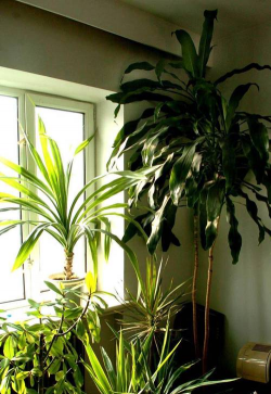 什么家养植物抗冻 什么家养植物抗冻