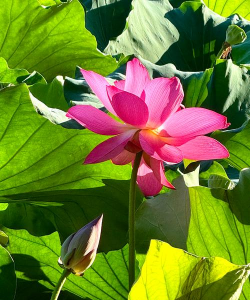 荷花为什么会开花 荷花为什么会开花