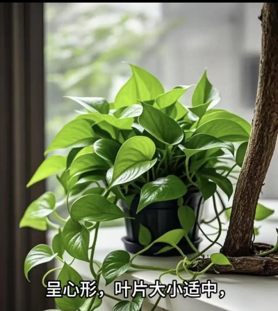 绿萝如何养的叶片大 绿萝如何养的叶片大