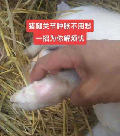 猪瘫痪怎么治疗最快 猪瘫痪怎么治疗最快