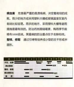 如何给柠檬树换盆 如何给柠檬树换盆