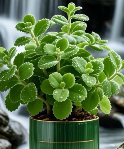 有什么盆栽有效驱蚊 有什么盆栽有效驱蚊