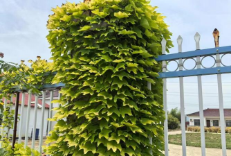 攀援植物有哪些类型 攀援植物有哪些类型