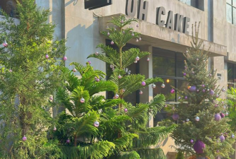 南洋杉叶子太长如何修剪 南洋杉叶子太长如何修剪