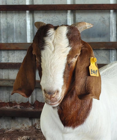 波尔山羊幼羊多少一斤 波尔山羊幼羊多少一斤