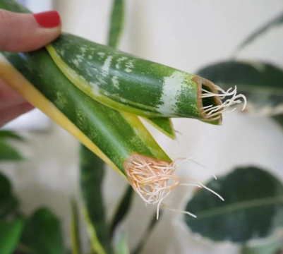 虎皮兰烂叶如何处理 虎皮兰烂叶如何处理