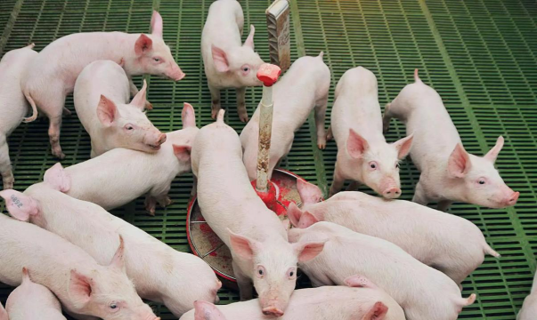 仔猪一般多少天断奶最佳 仔猪一般多少天断奶最佳