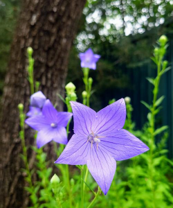 夏天可以载什么花 夏天可以载什么花