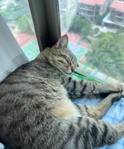 为什么花也睡觉 为什么花也睡觉