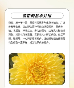 菊花属于什么性质的 菊花属于什么性质的