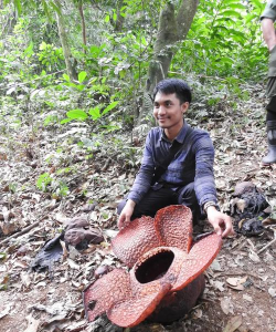 什么花是食肉的 什么花是食肉的