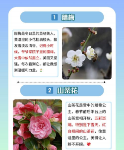 冬天开的有哪些植物 冬天开的有哪些植物