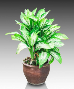 常见不开花植物有哪些 常见不开花植物有哪些