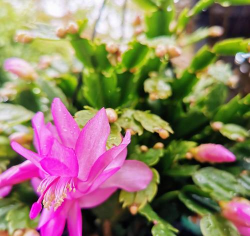 怕太阳晒得花有哪些 怕太阳晒得花有哪些