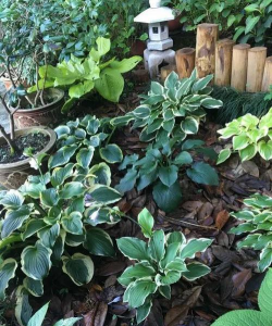 不喜阳植物有哪些 不喜阳植物有哪些