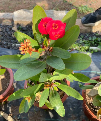 红花配什么花盆好 红花配什么花盆好