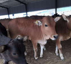 养什么牛长得快 养什么牛长得快