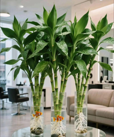 水培竹子有什么品种 水培竹子有什么品种
