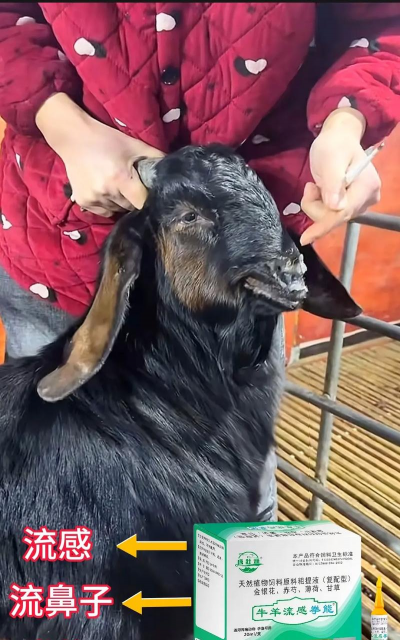 养羊挣钱为什么没人养 养羊挣钱为什么没人养