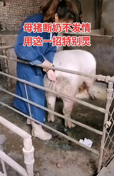 母猪发抖是什么原因 母猪发抖是什么原因