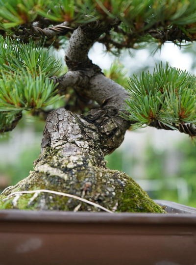 什么松树可以做盆景 什么松树可以做盆景