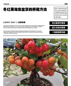 海棠果用什么土 海棠果用什么土