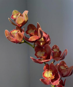 大花蕙兰的颜色有哪些 大花蕙兰的颜色有哪些