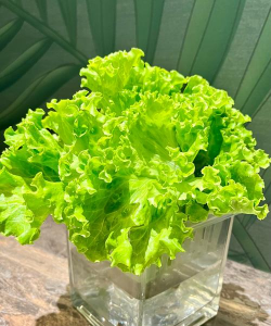 适合冬天水培蔬菜有哪些 适合冬天水培蔬菜有哪些