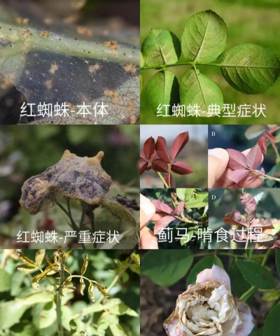 有哪些月季抗病虫害 有哪些月季抗病虫害